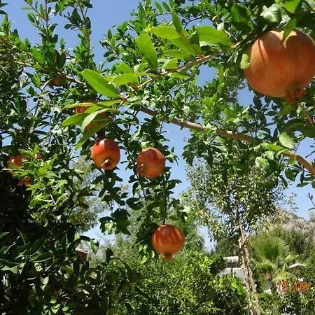Sedir Hotel Çıralı