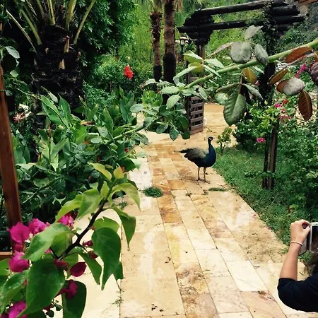 Sedir Hotel Çıralı